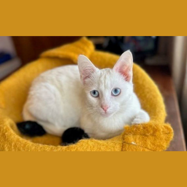 Photo of Gooby