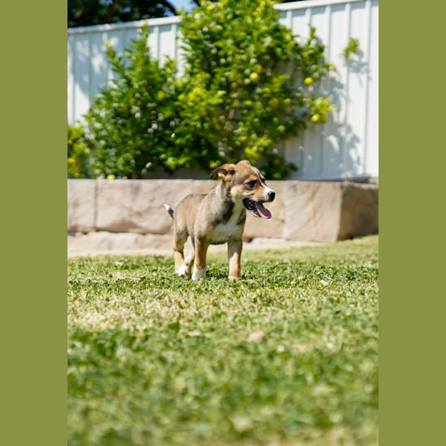 Photo of Baska   10 Week Old German Shepherd X