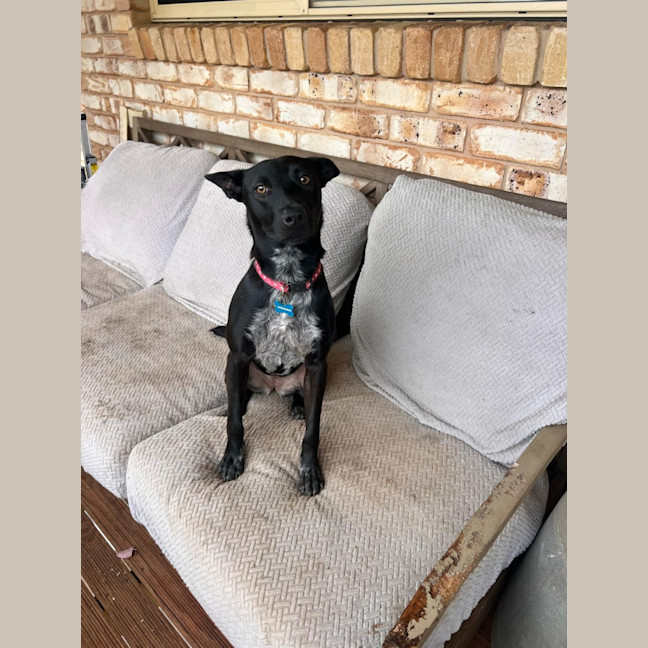 Photo of Willow