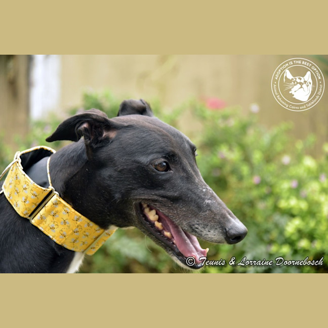 Photo of Charlotte (Jingalong Lottie)