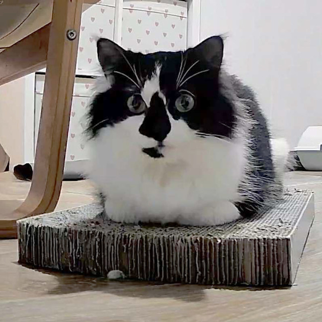 Photo of ❤️ Ruby ❤️