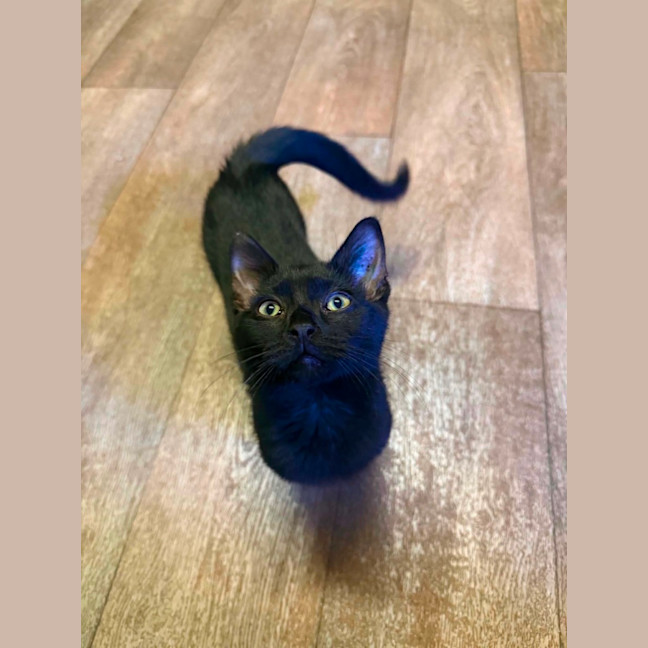 Photo of Midnight 