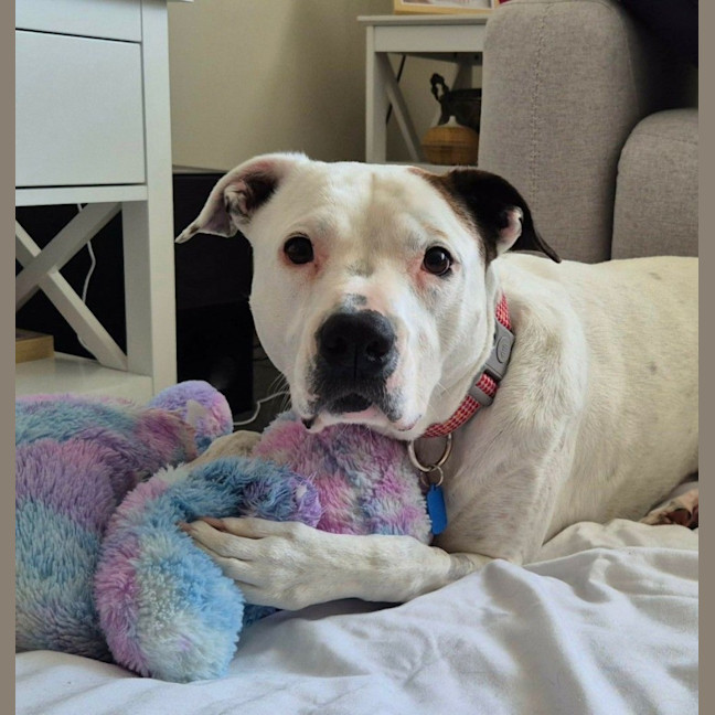Photo of Dixie
