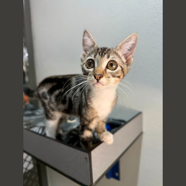 Photo of Leila (Ex Opalite)