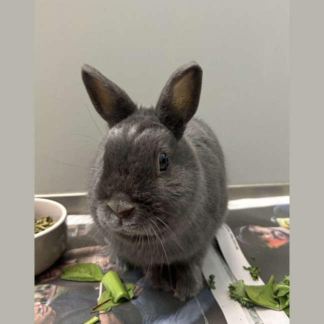 Photo of Bonnie Grey