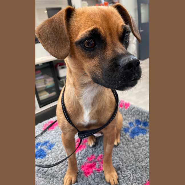 Photo of Ruby