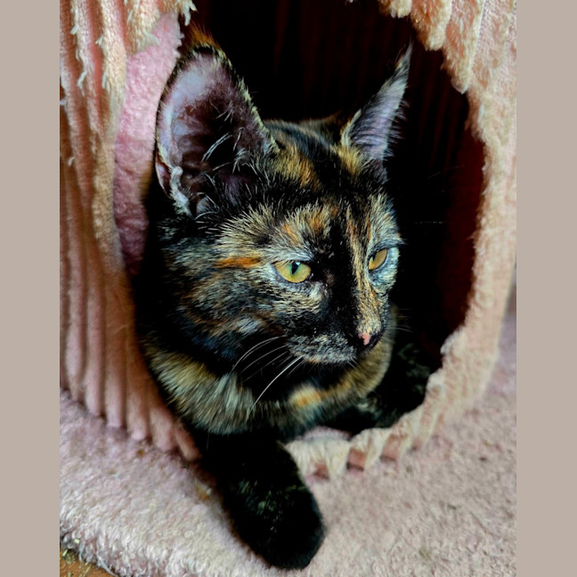 Photo of Hallow
