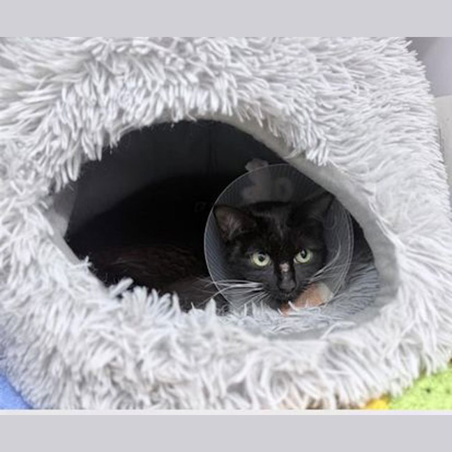 Photo of Moonbeam