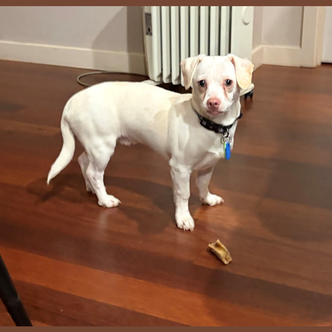Photo of Woody