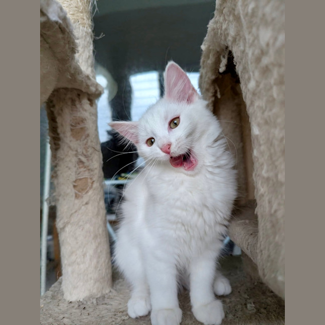 Photo of Snowflake 