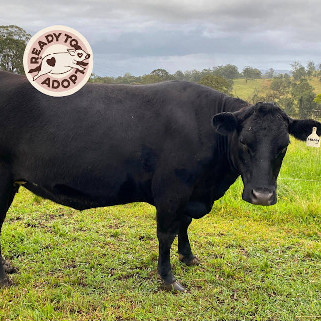 Photo of Clyde, Delilah & Honey 