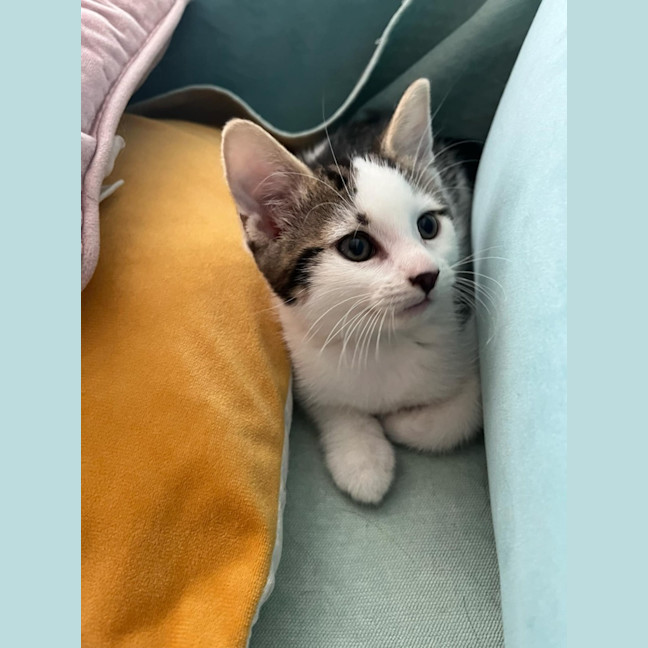 Photo of Jax