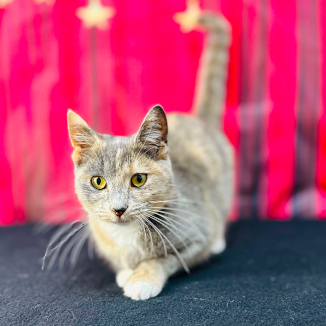 Photo of Willow (Located In Preston) 