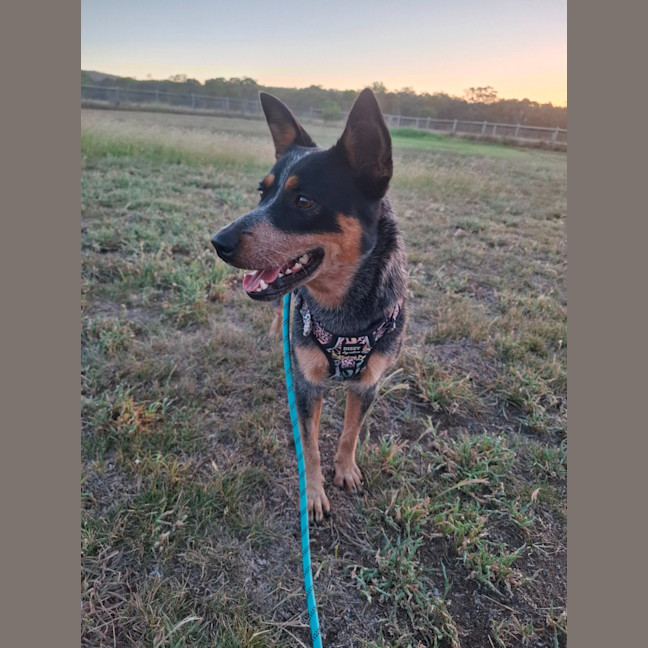 Photo of Shelby
