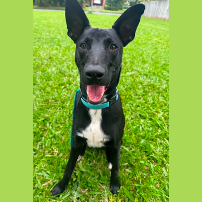 Photo of Blitzen