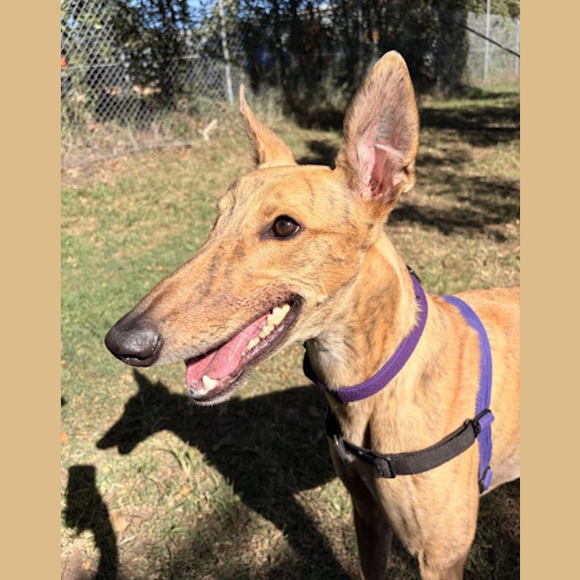 Photo of Wiggles
