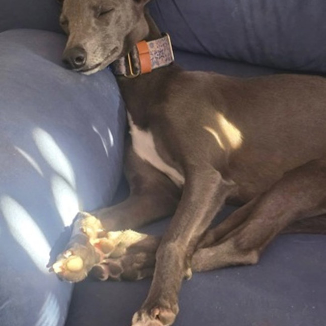 Photo of Chippy 