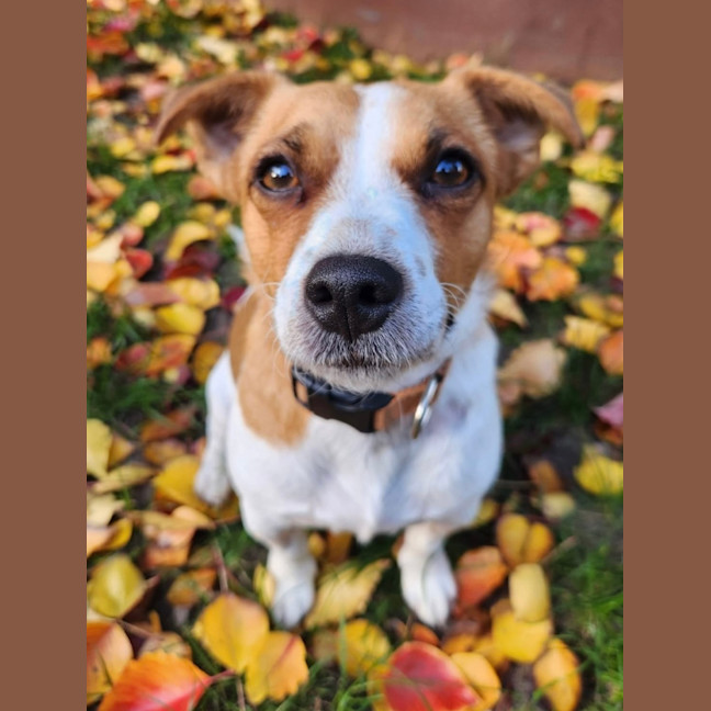 Photo of Fliper