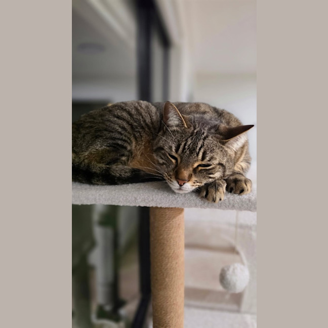 Photo of Granger (Mila)
