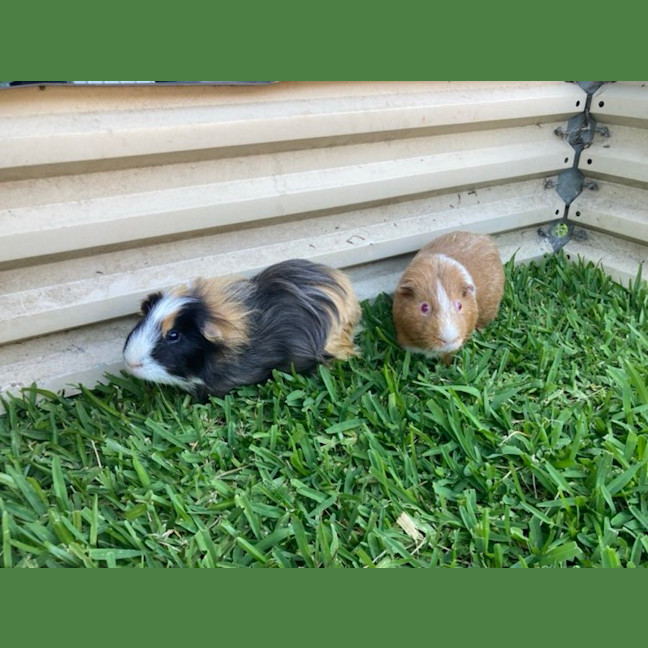 Photo of Pumpkin & Bean