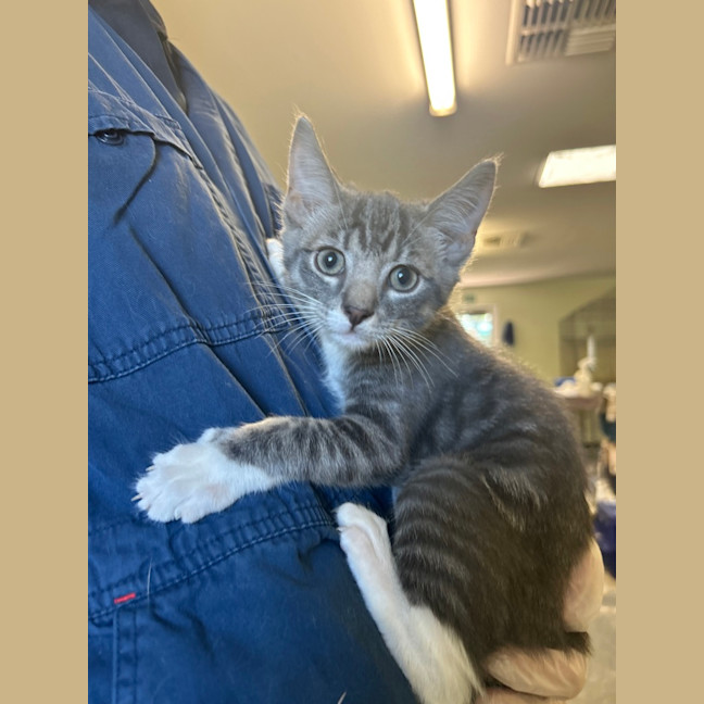 Photo of Jazz