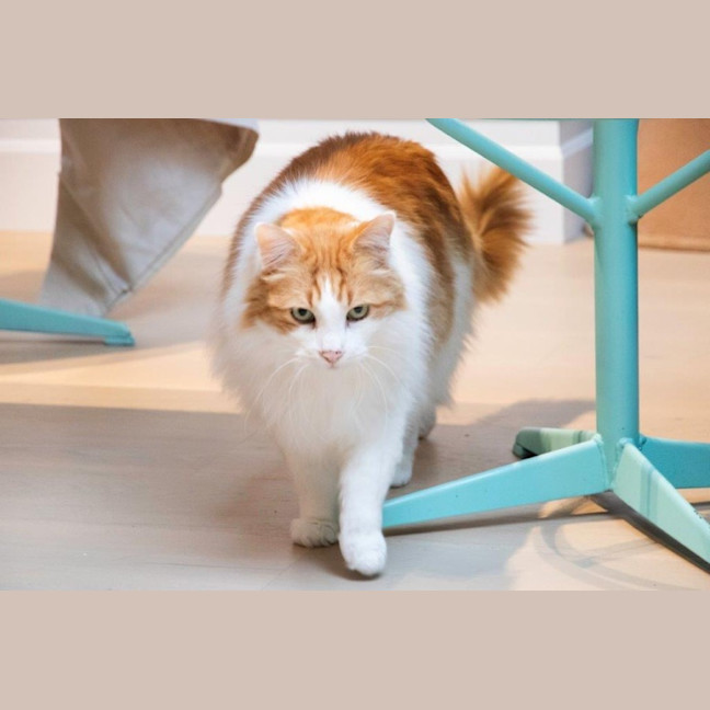 Photo of Gizmo Haliwell