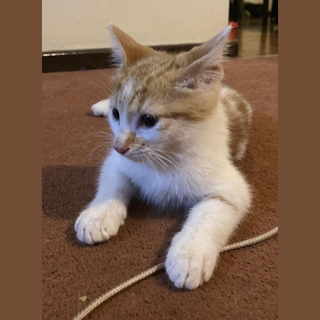Photo of Scamp