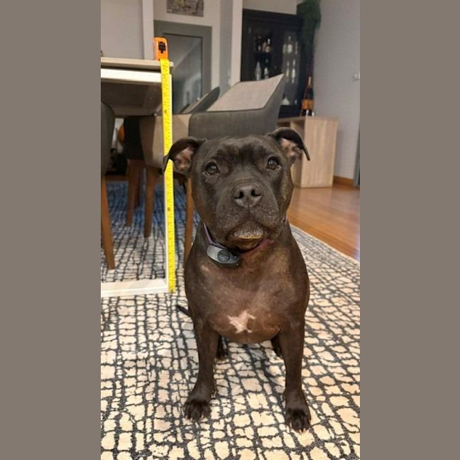 Photo of Brandy