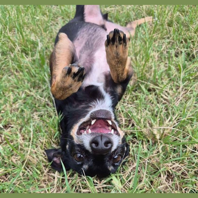 Photo of Rusty Dusty