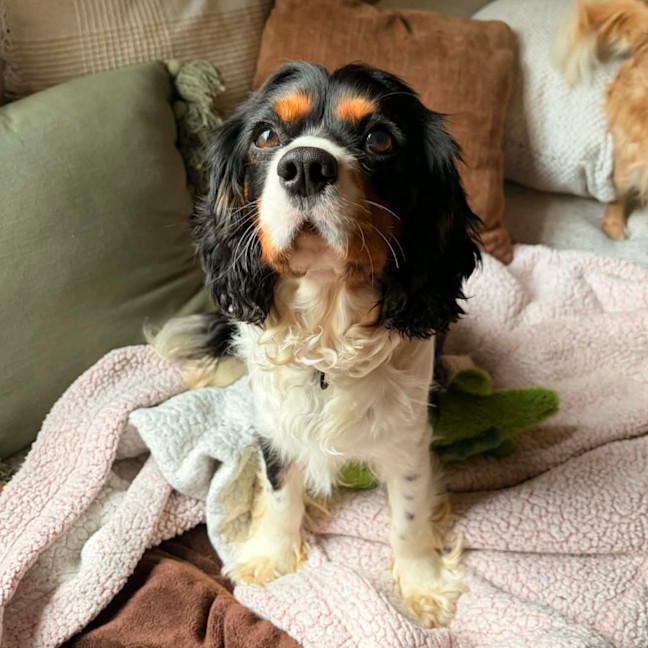 Photo of Lucky
