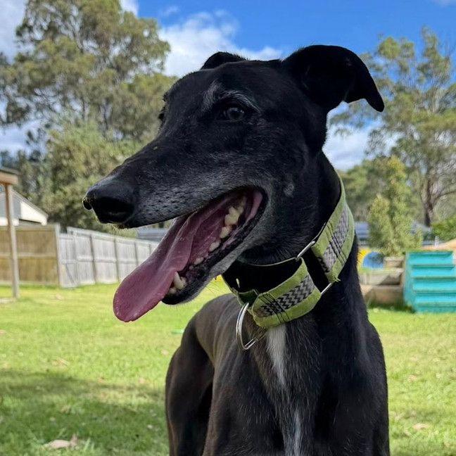 Photo of Roopaul The Greyhound
