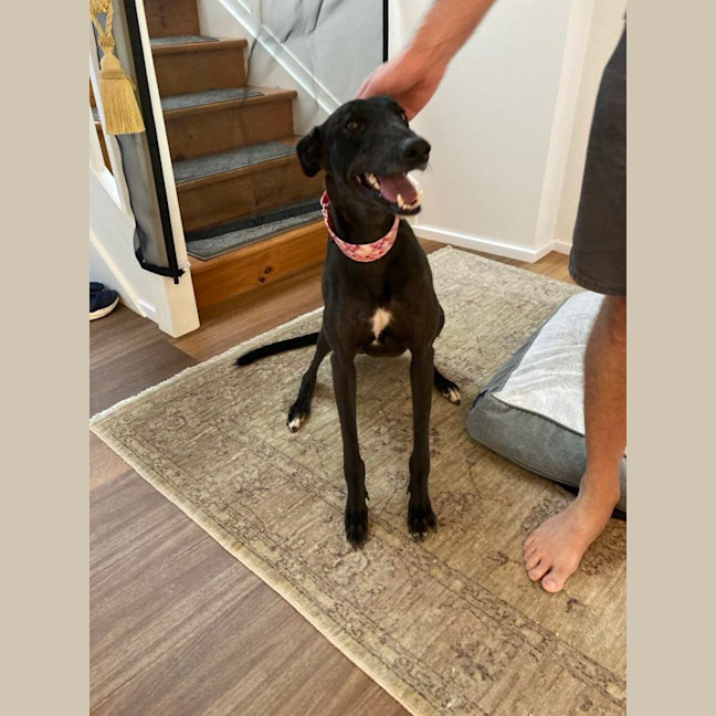Photo of Misty, The Greyhound