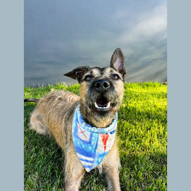 Photo of Noah *$250 Adoption Fee*