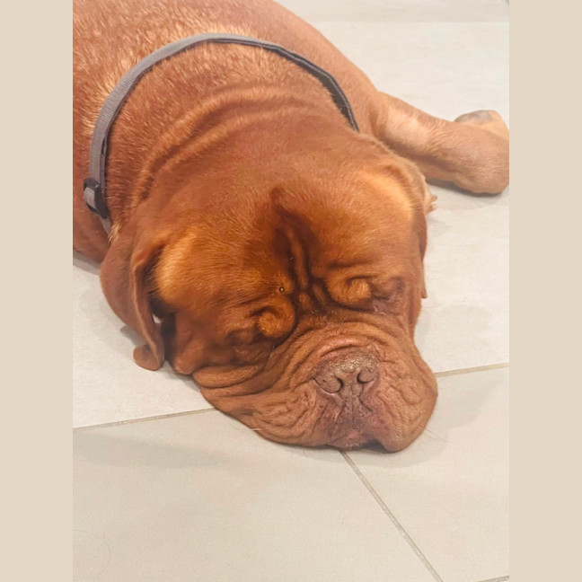 Photo of Bosco