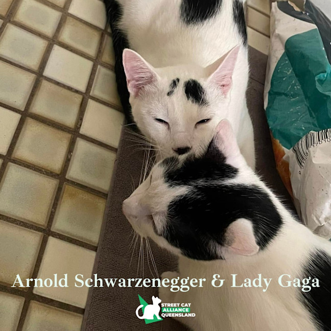 Photo of Arnold Schwarzenegger