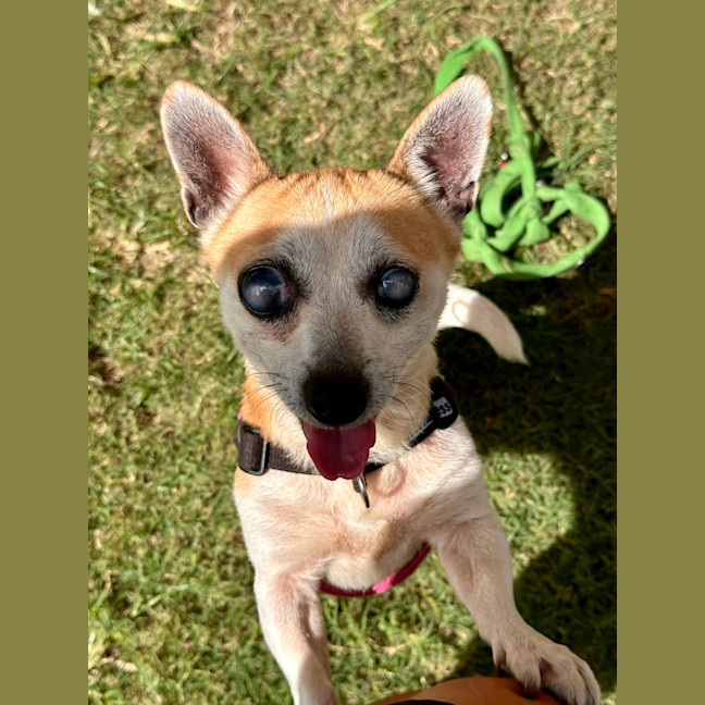 Photo of Odie