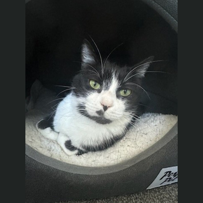 Photo of Misty