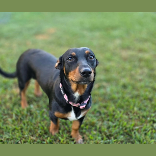 Photo of Coco