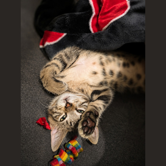 Photo of Finley