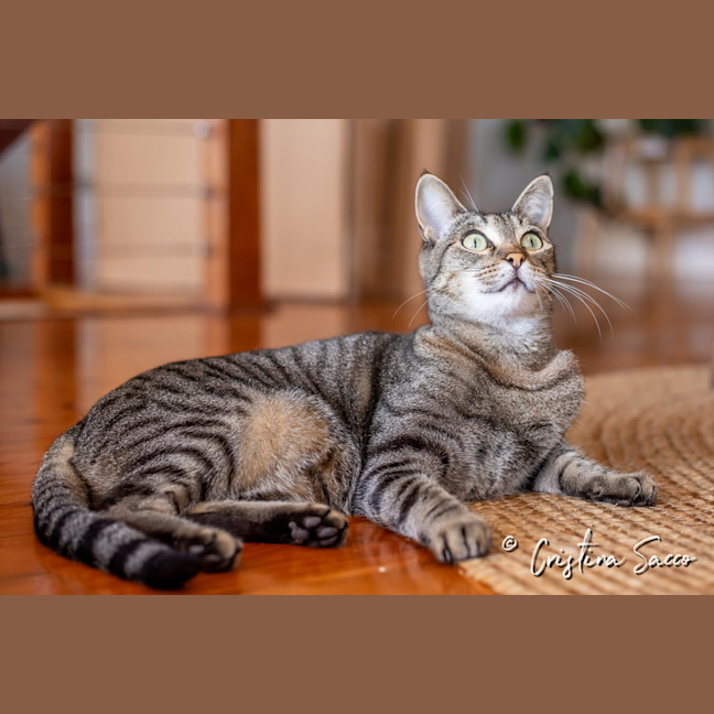 Photo of Missy