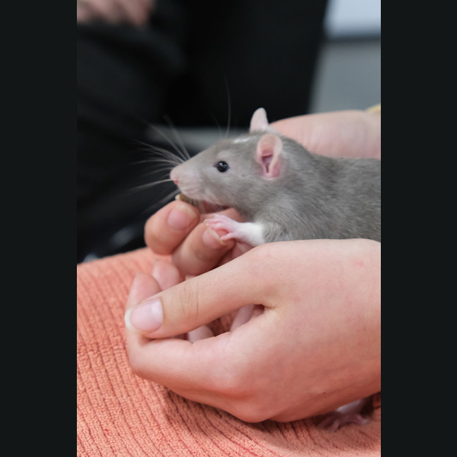 Photo of Ichabod