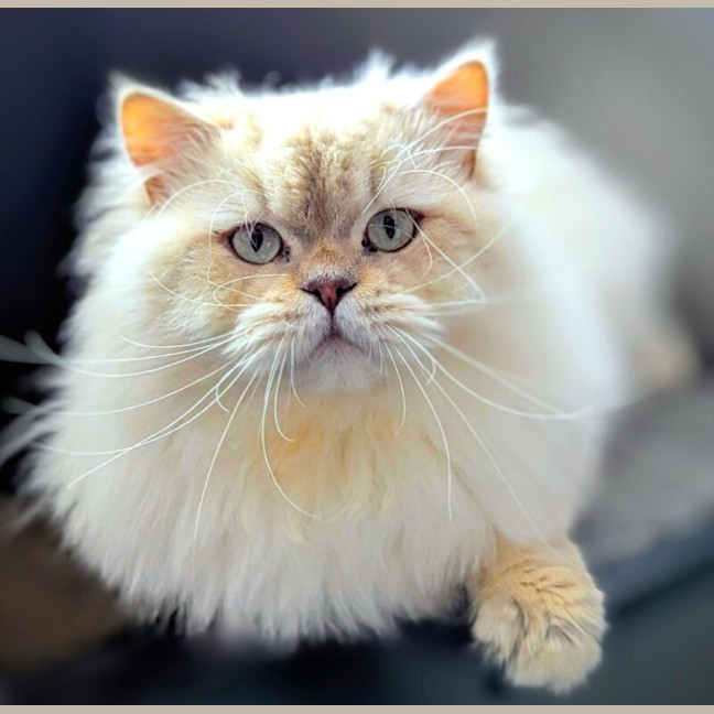 Photo of Pringle