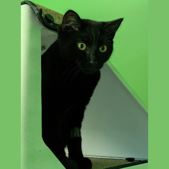 Photo of Melonpan