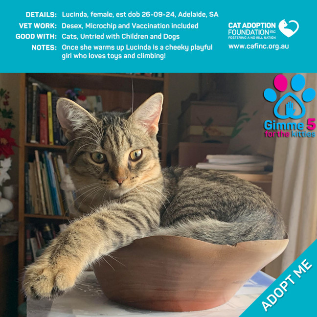 Photo of Lucinda Just $100 Limited Time!