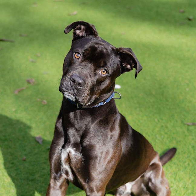 Photo of Hercules
