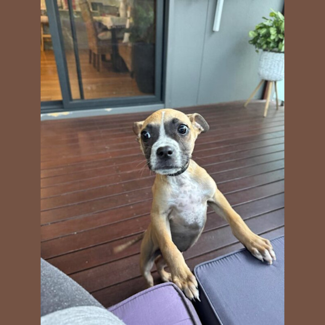 Photo of Fonzie