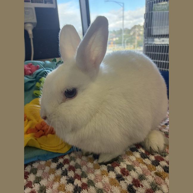 Photo of Tofu (Bonded With Mao Mao)