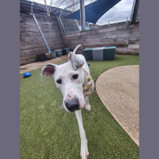 Photo of Gracie