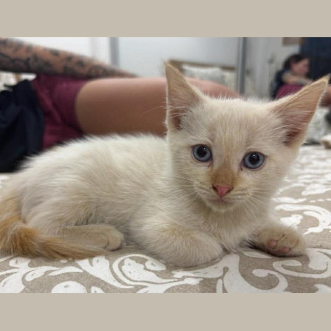 Photo of Tofu