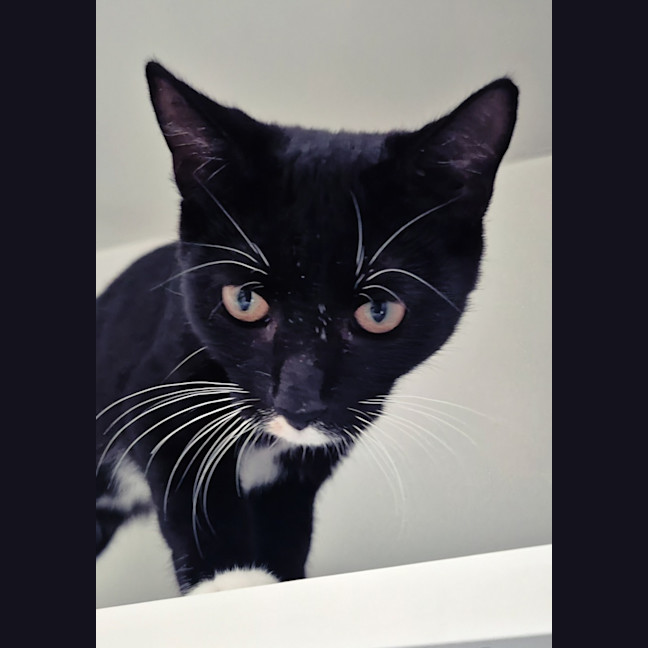 Photo of Riley (9032)